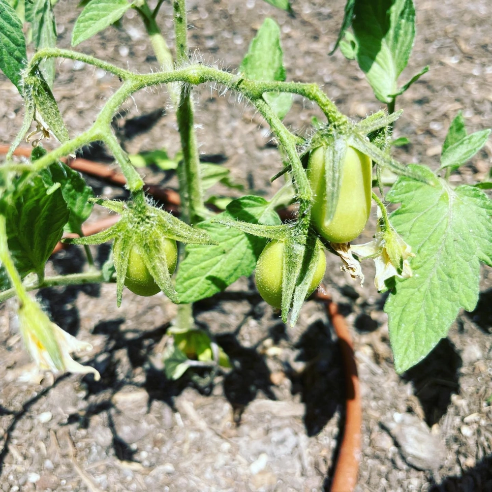 Cây cà chua trồng chậu đang ra những quả xanh non trên thân cây có lông tơ mịn