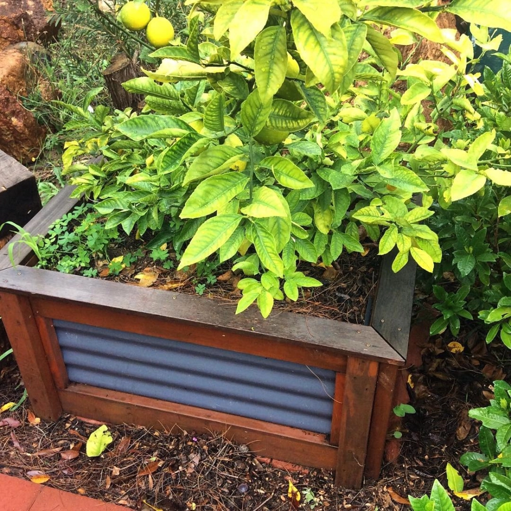 Chậu cây việt quất xanh tốt được trồng trong chậu sứ màu be đặt tại sân vườn đầy nắng