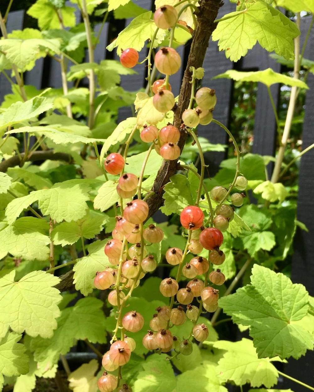 Những quả cà chua xanh đang phát triển trên cây ăn quả trồng chậu tại vườn nhà