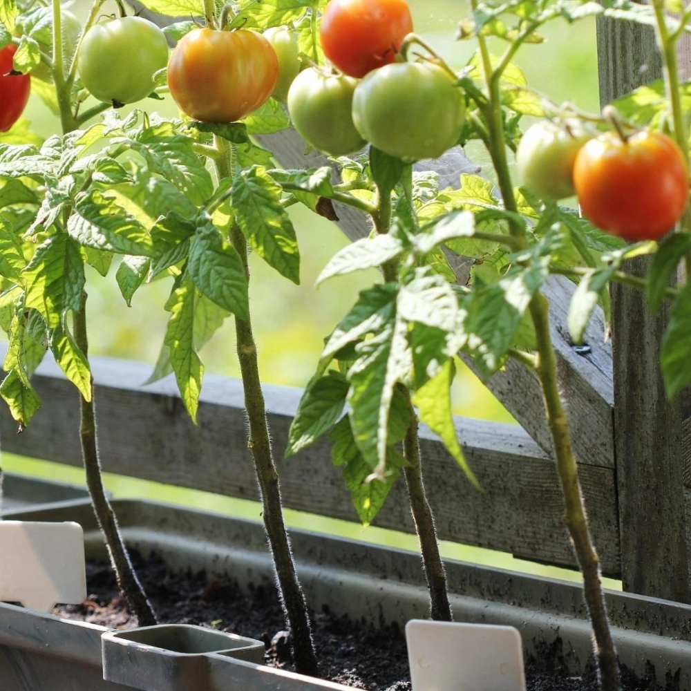 Cây việt quất bụi lớn trồng trong chậu nhựa đen đang ra trái xum xuê giữa khu vườn xanh mát