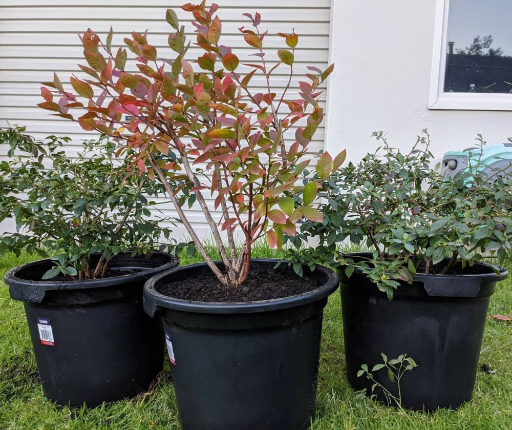 Ba chậu cây việt quất phát triển tốt là lựa chọn tuyệt vời cho mô hình cây ăn quả trong chậu