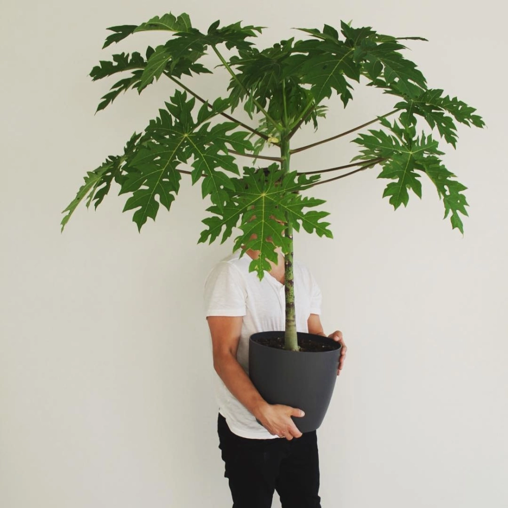 Mẫu cây đu đủ giống nhỏ gọn trồng trong chậu nhựa thích hợp cho không gian ban công hẹp