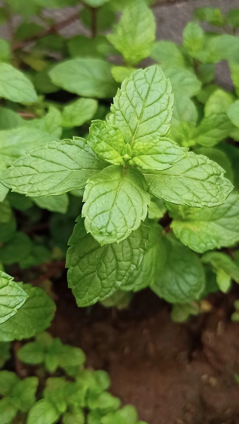 Cây bạc hà mini nhỏ xinh dễ bố trí không gian