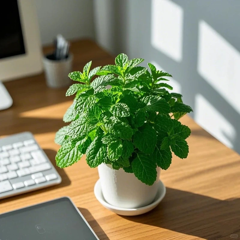 Cây bạc hà phong thủy mang năng lượng tươi mới