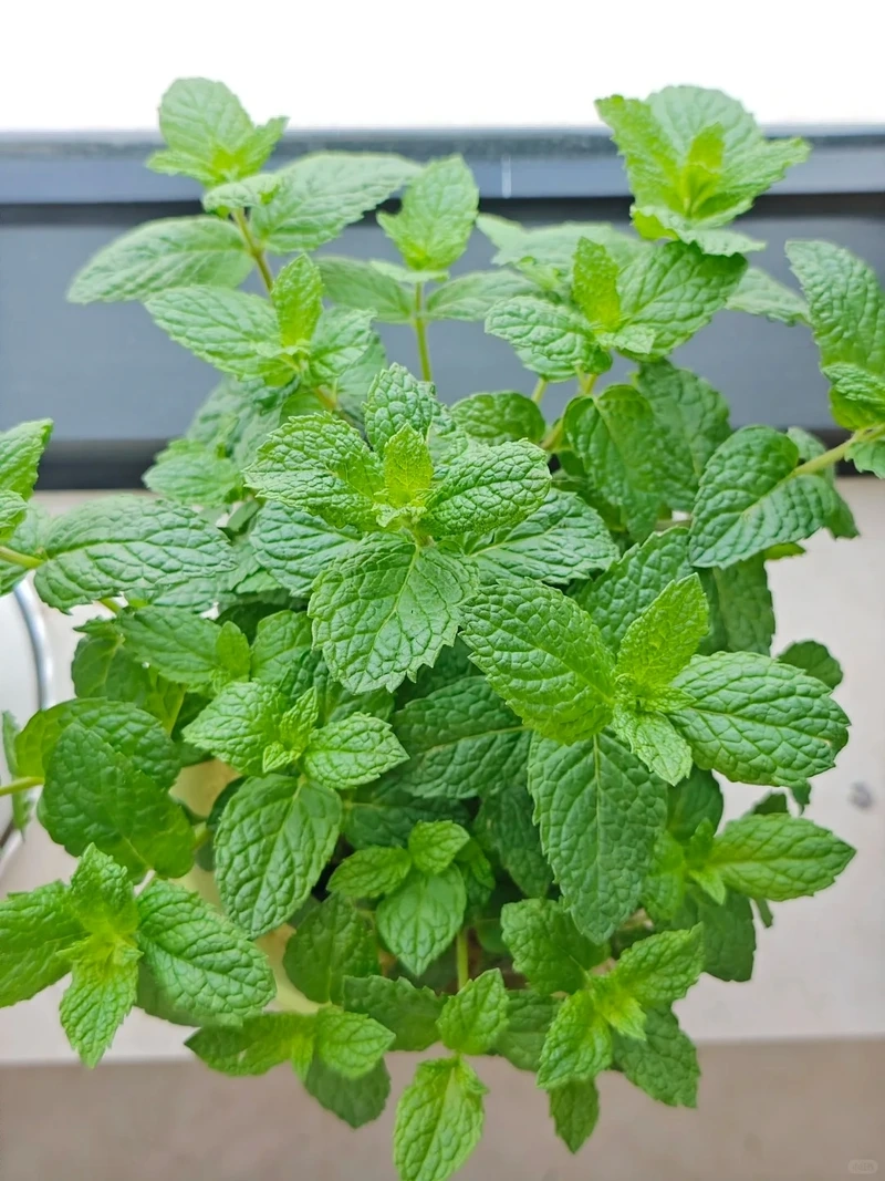 Cây bạc hà đẹp dễ gây thiện cảm từ cái nhìn đầu