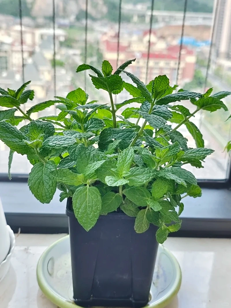 Cây bạc hà chậu nhỏ gọn gàng dễ chăm sóc