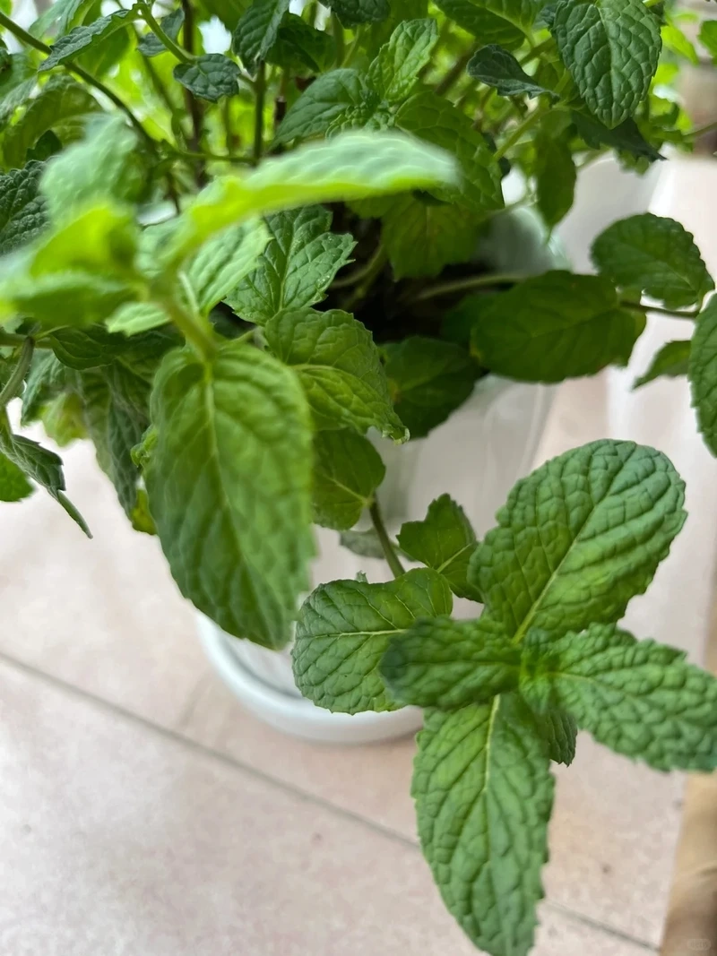 Cây bạc hà xanh tốt tượng trưng sức sống dồi dào