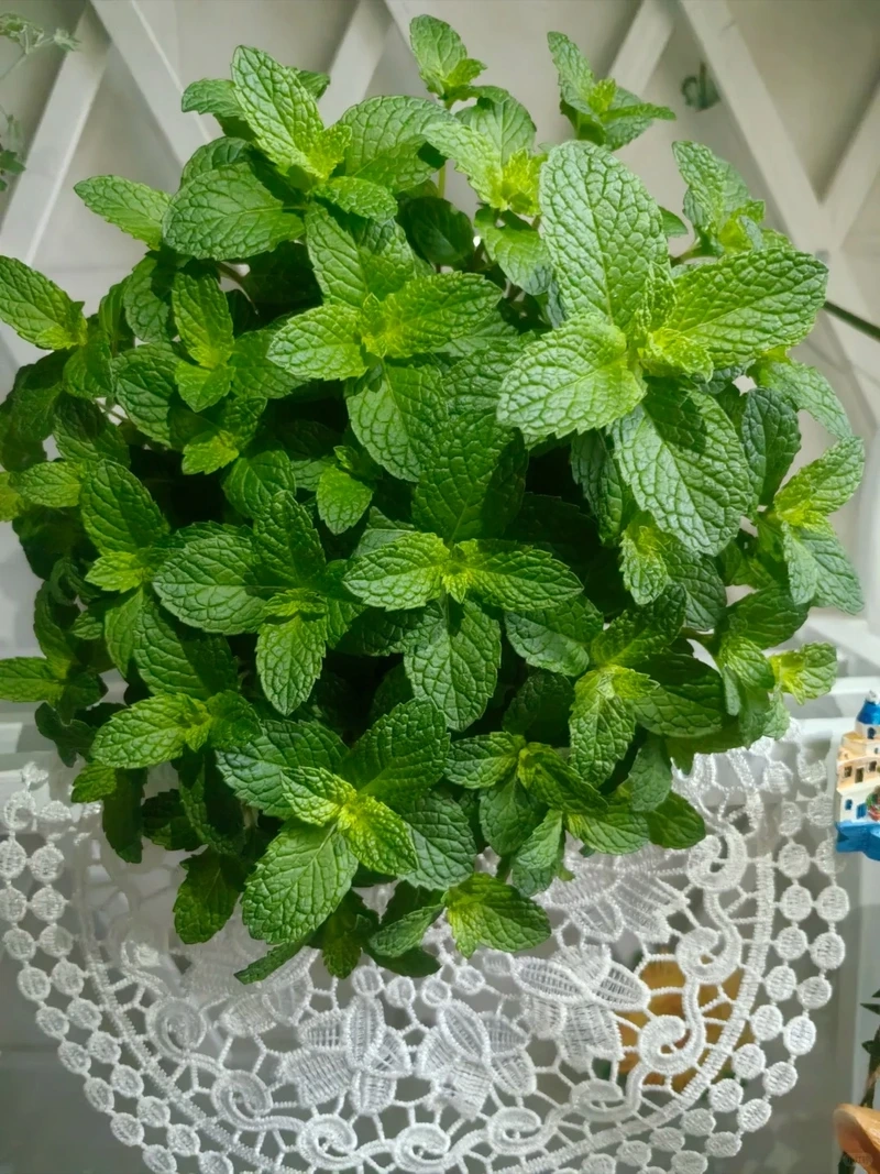 Cây bạc hà trong nhà bếp tiện dùng và đẹp mắt