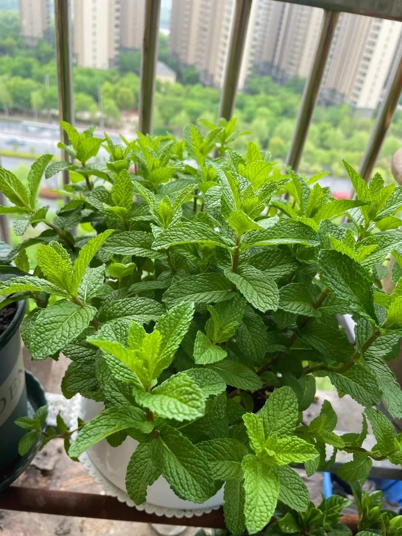 Cây bạc hà để bàn phong thủy cân bằng không gian sống