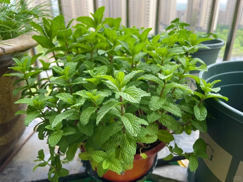 Cây bạc hà cây cảnh được nhiều người yêu thích