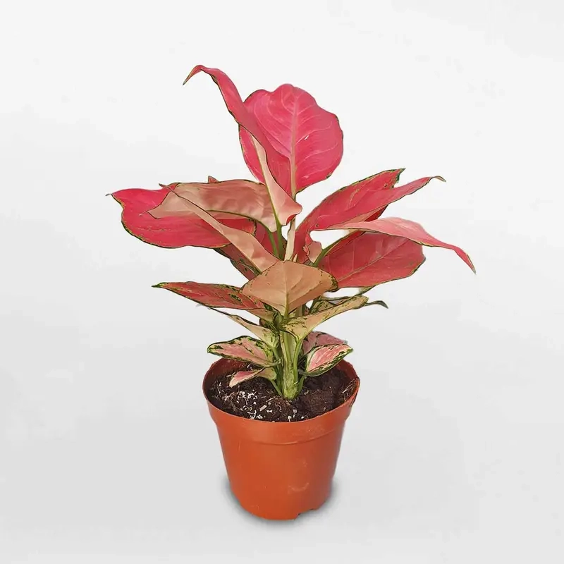 Cây Bạch Mã Hoàng Tử ra hoa hiếm mang vẻ đẹp tinh tế