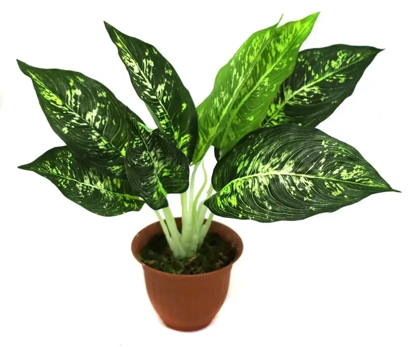 Cây Bạch Mã Hoàng Tử phong thủy mang may mắn