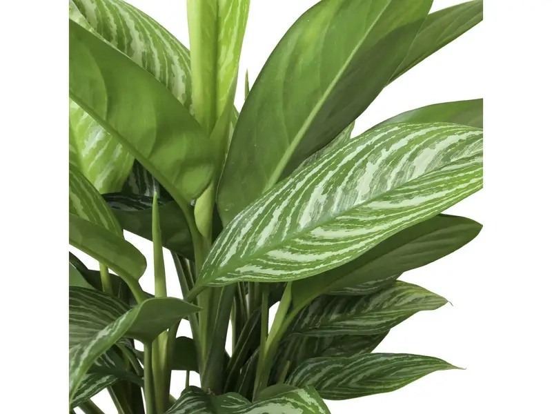 Cây Bạch Mã Hoàng Tử có ra hoa không nhiều người hỏi