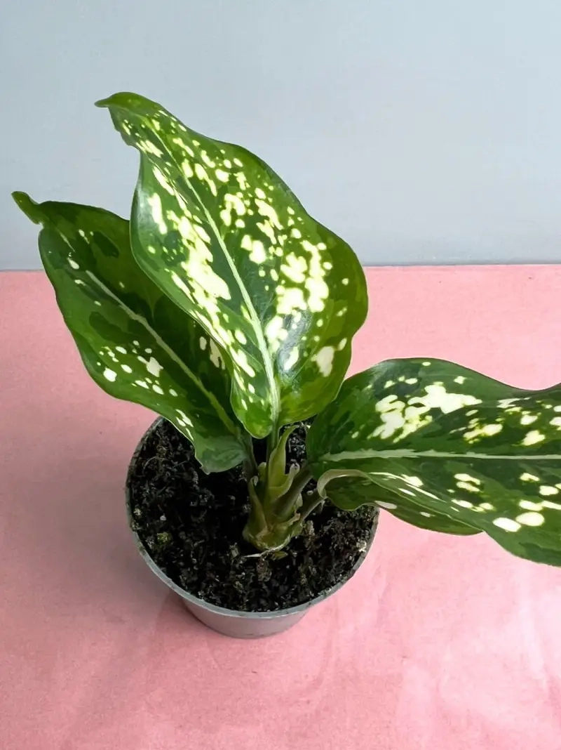 Cây Bạch Mã Hoàng Tử ý nghĩa tài lộc bền vững