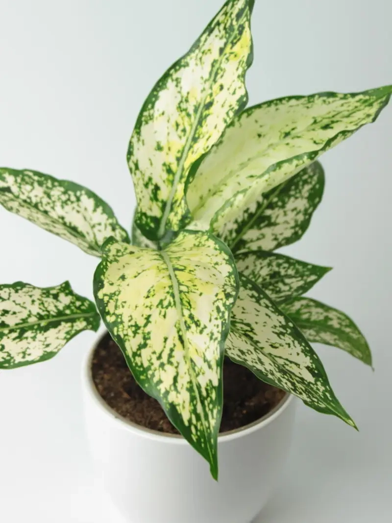 Cây Bạch Mã Hoàng Tử giá phù hợp nhiều nhu cầu