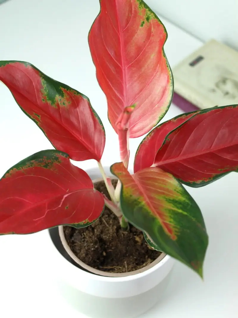 Cây Bạch Mã Hoàng Tử lá có độc không cần lưu ý