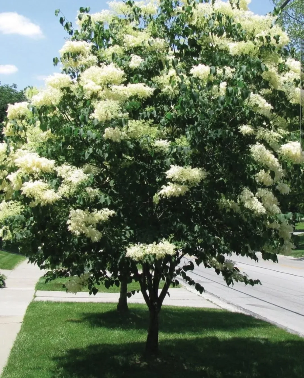 Cây giáng hương bóng mát có hương thơm nhẹ nhàng quyến rũ