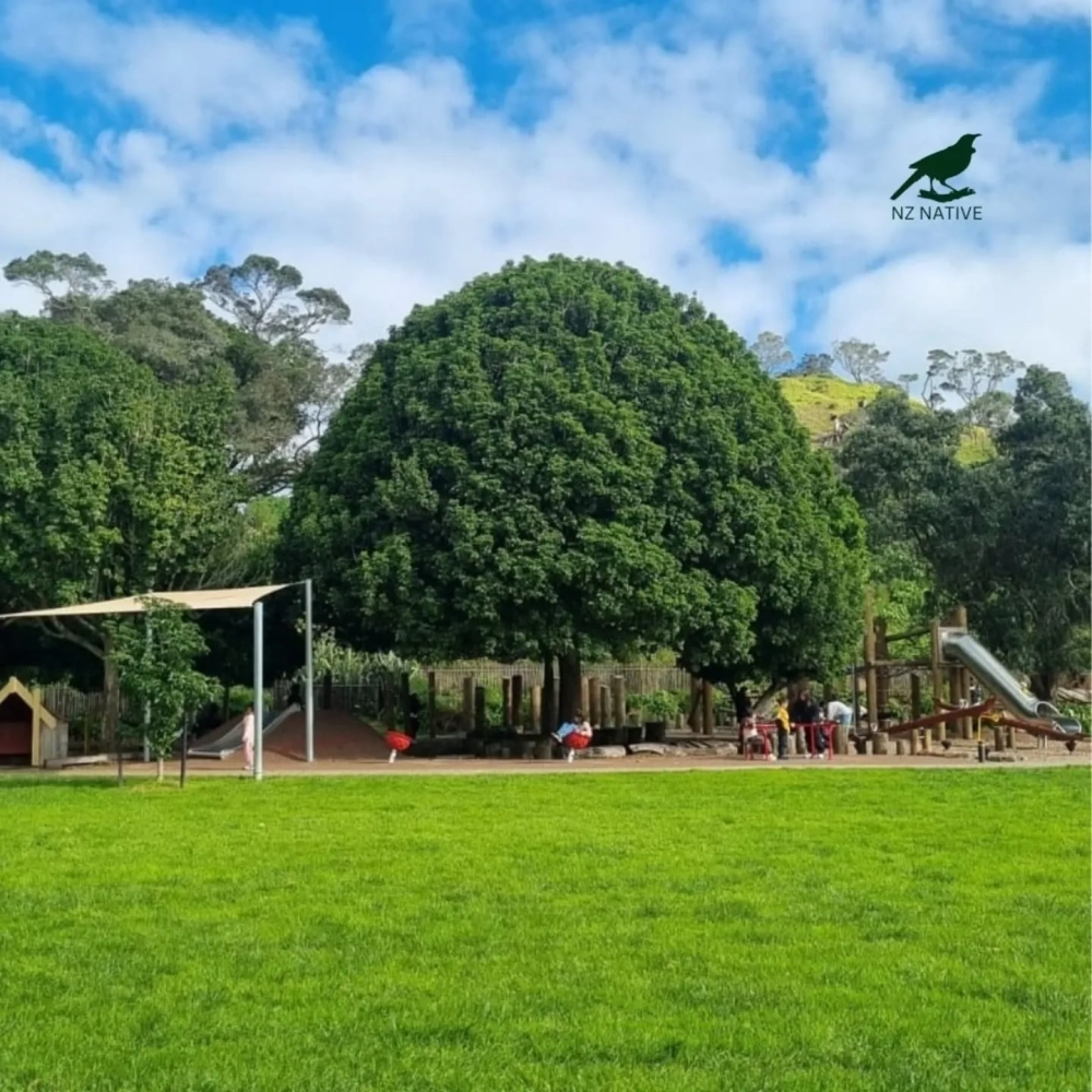 Cây bóng mát trồng trước nhà tạo không gian xanh mát cho ngôi biệt thự