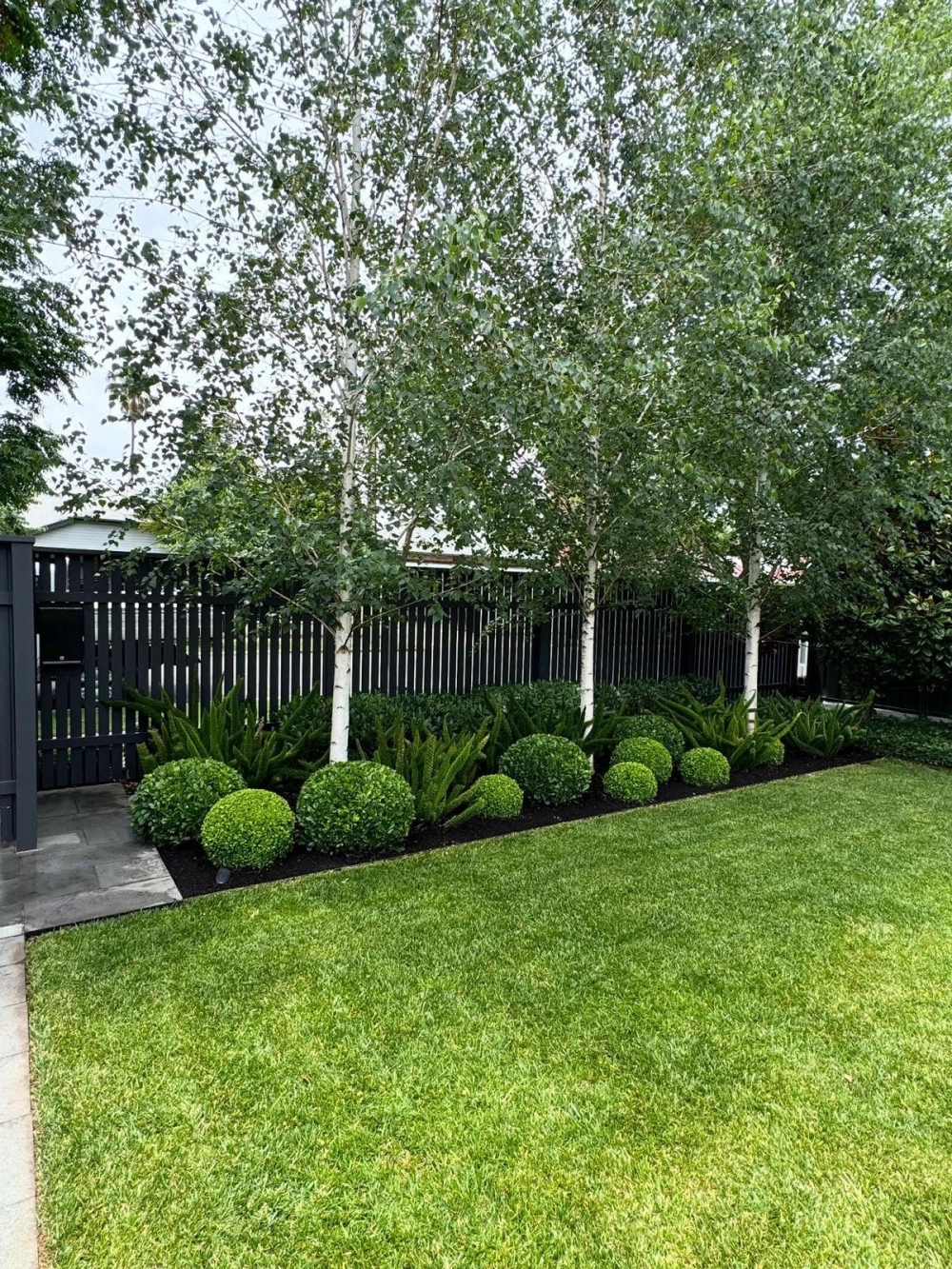 Cây bóng mát rễ cọc bền vững trước giông bão và gió lớn