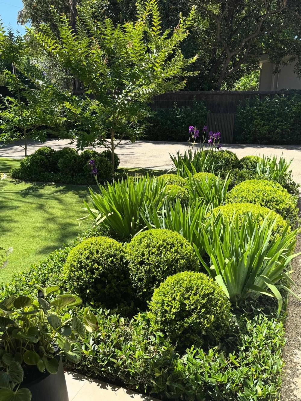 Hướng dẫn chăm sóc cây bóng mát để cây phát triển khỏe mạnh