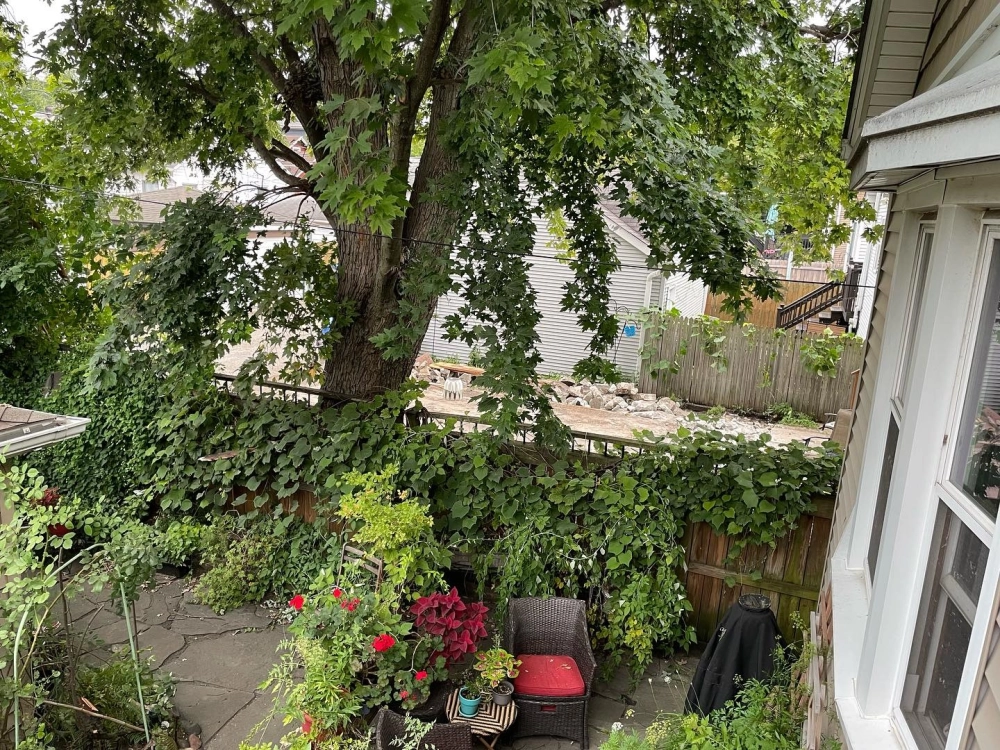 Giống cây bóng mát lớn nhanh giúp phủ xanh không gian tức thì