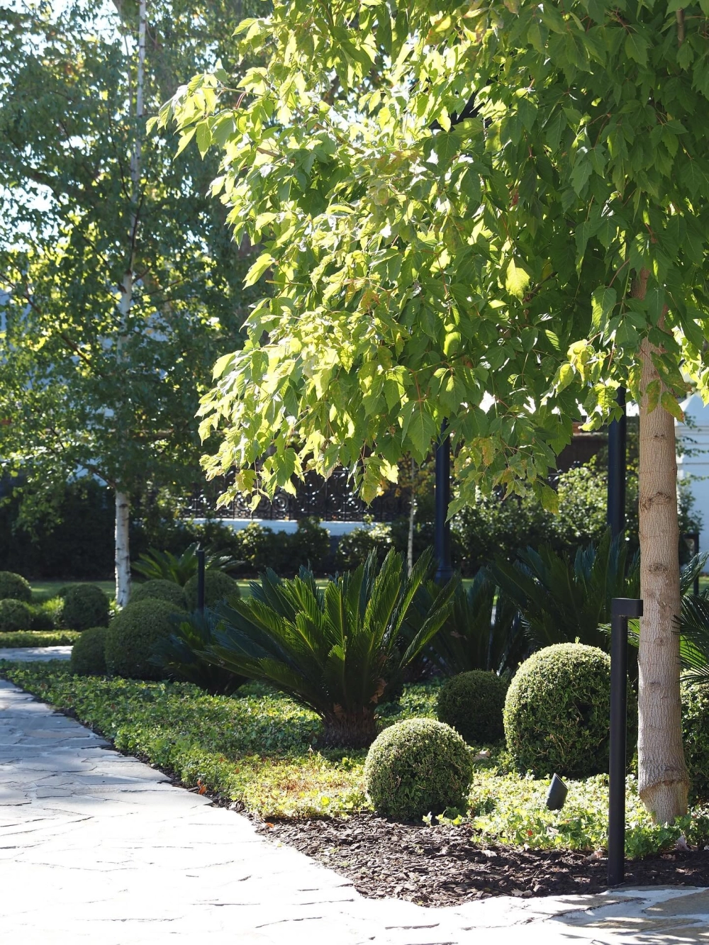 Cây bóng mát ít rụng lá cho sân vườn luôn sạch đẹp