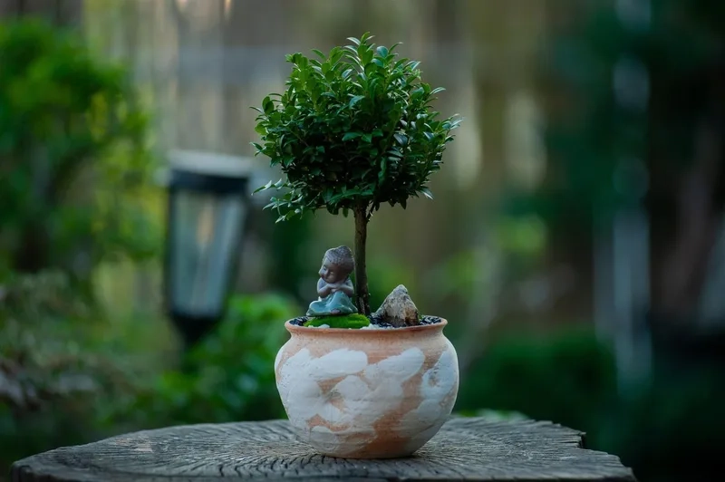 Ngắm cây bonsai tiền tỷ đẳng cấp
