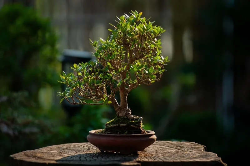 Mua cây bonsai giá rẻ bền đẹp