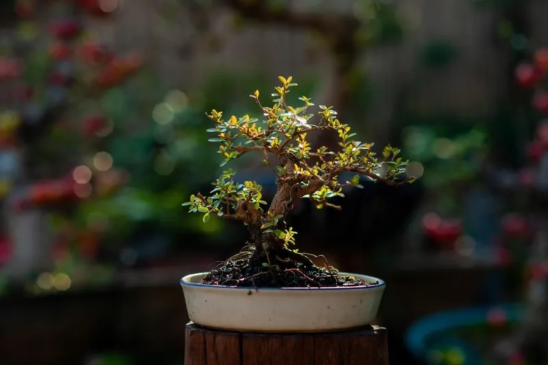Hiểu ý nghĩa các loài cây bonsai