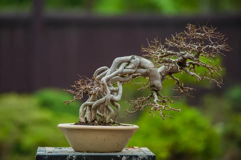 Bổ sung dinh dưỡng cho cây bonsai