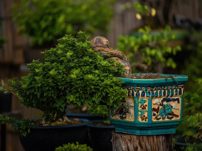 Kỹ thuật uốn cây bonsai nghệ thuật