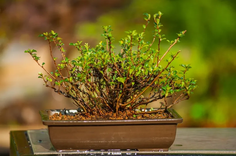 Mẫu cây bonsai nghệ thuật chất