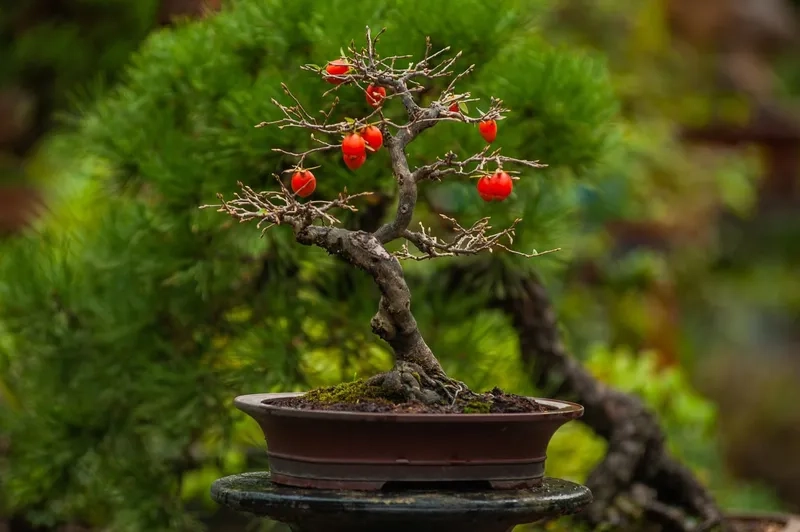 Mẫu cây bonsai phong thủy đẹp