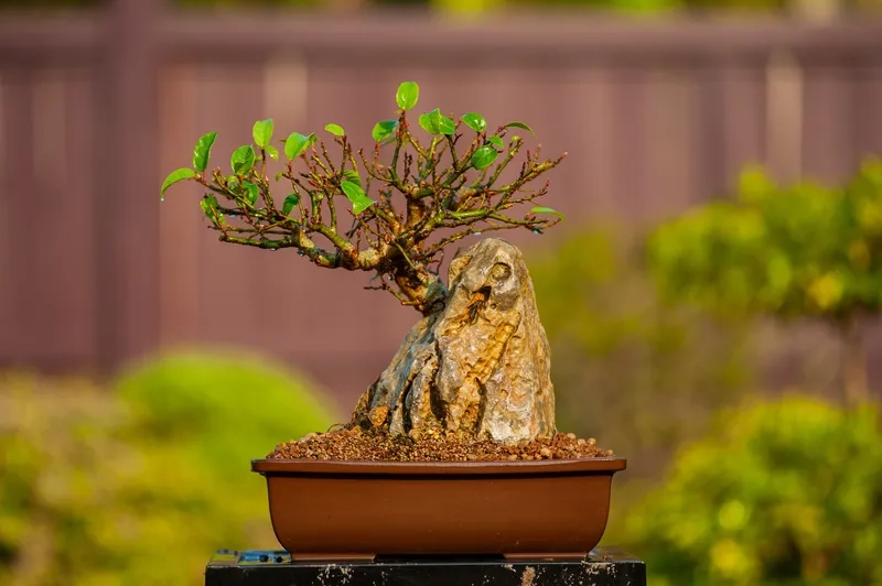 Kiểu cây bonsai trong nhà xinh