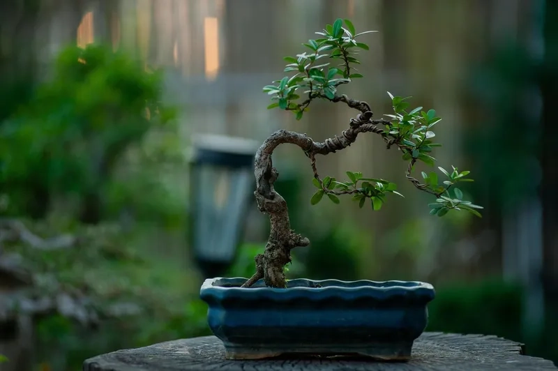 Gốc cây bonsai ngoài trời to