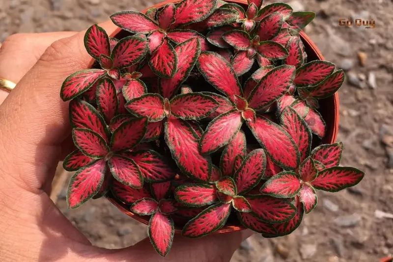 Cây Cẩm Nhung xanh nổi bật trang trí bàn làm việc