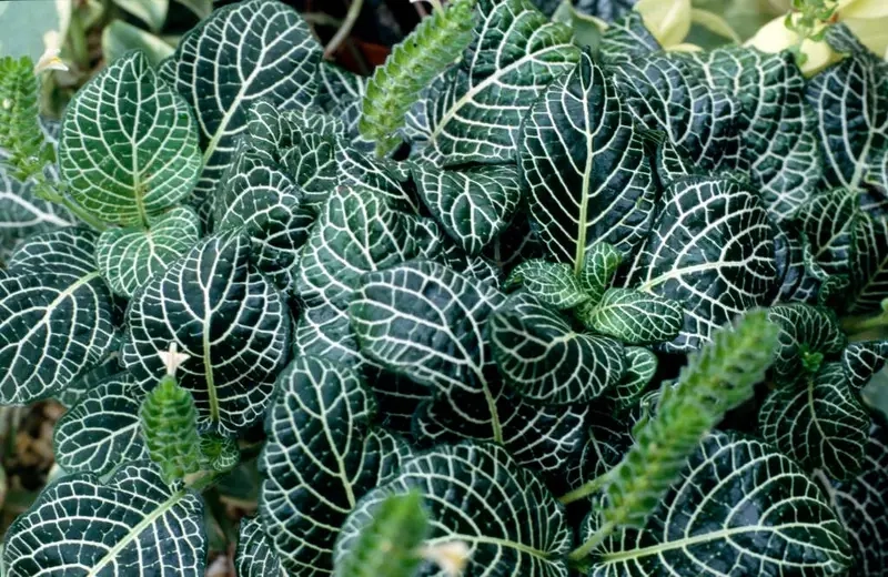 Cây Cẩm Nhung có hoa không nhiều người hỏi