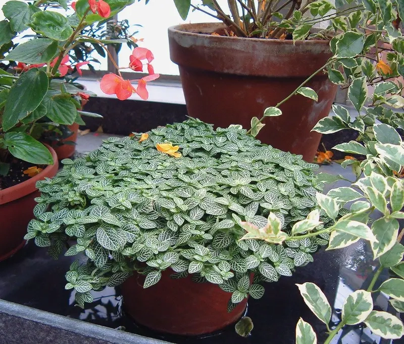 Cây Cẩm Nhung thủy sinh đẹp lạ dễ chăm