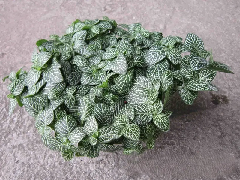 Cây Cẩm Nhung để bàn tạo điểm nhấn xanh