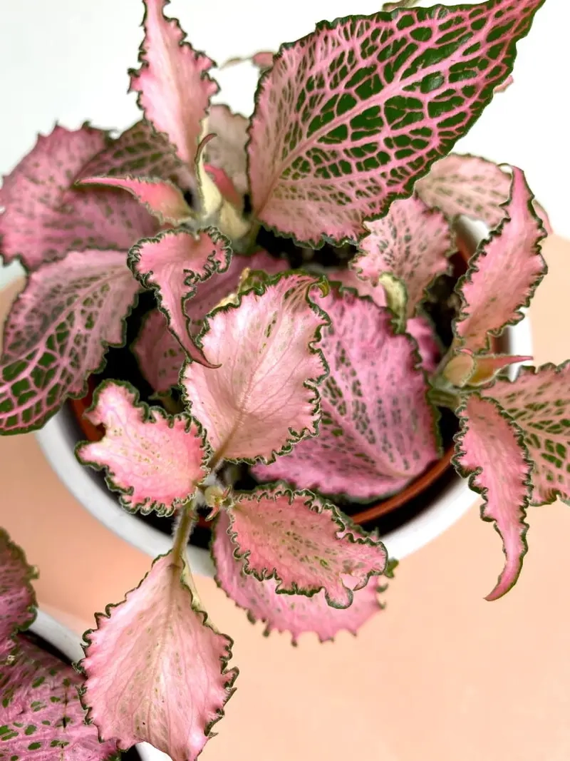 Mua Cây Cẩm Nhung làm quà tặng tinh tế