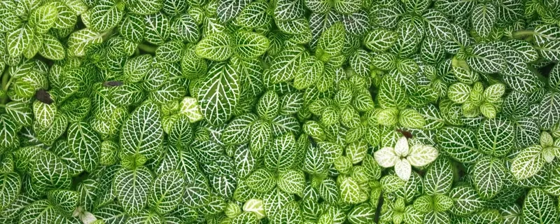 Trồng cây Cẩm Nhung giúp không gian sinh động