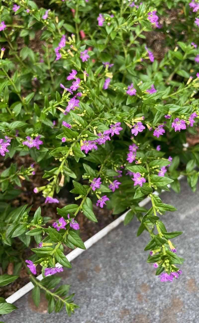 Đặc điểm nổi bật của cây Cẩm Tú Mai thu hút