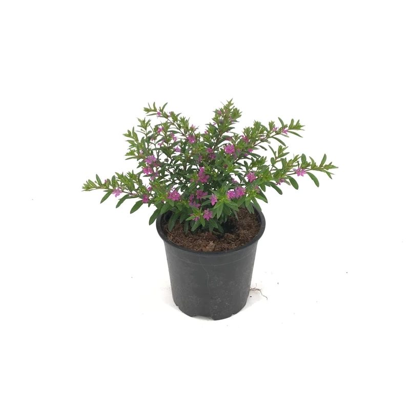 Không gian làm việc tinh tế với cây Cẩm Tú Mai để bàn