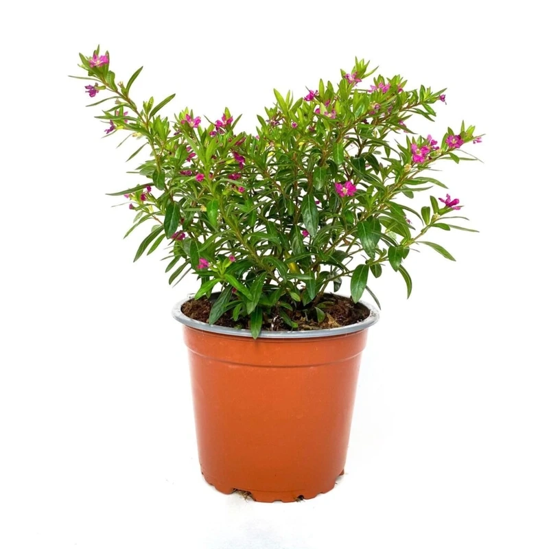 Trang trí không gian sống bằng cây Cẩm Tú Mai trong nhà