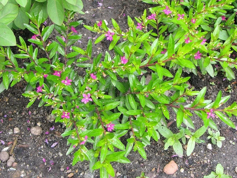 Tạo điểm nhấn xanh với cây Cẩm Tú Mai trang trí