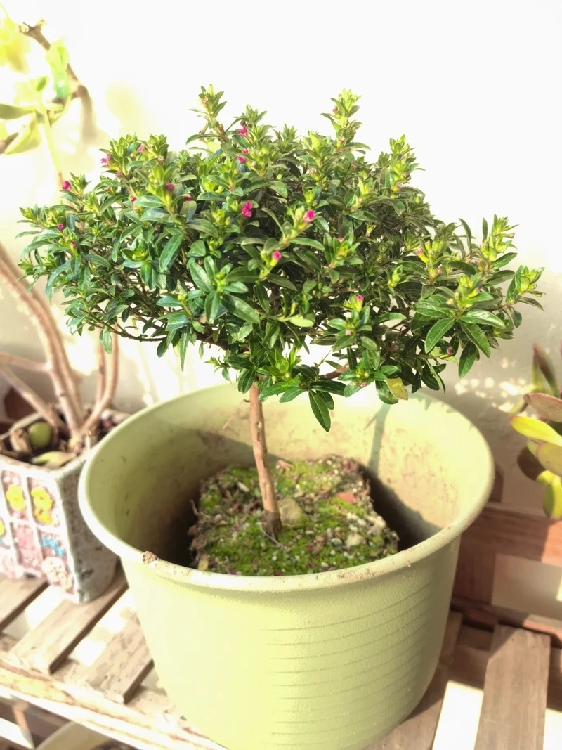 Dễ bố trí nhờ cây Cẩm Tú Mai trồng chậu