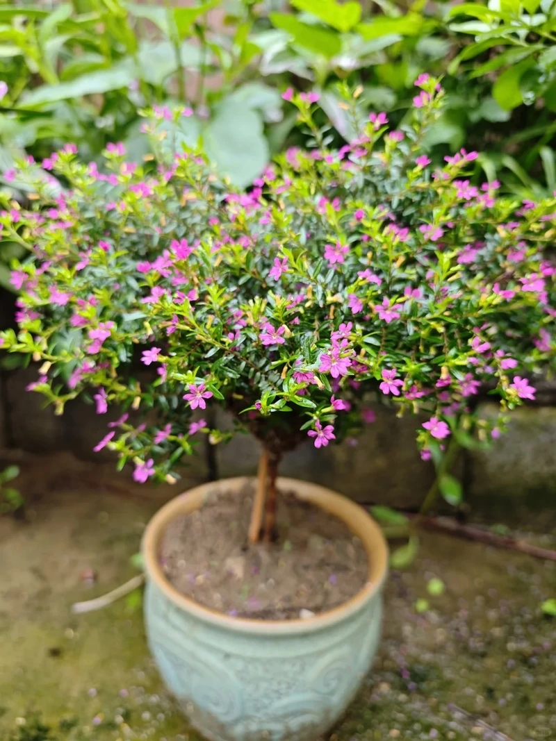 Không gian gọn gàng với cây Cẩm Tú Mai phong cách tối giản