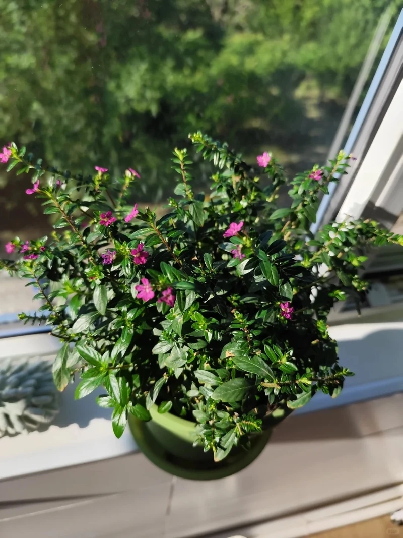 Món quà ý nghĩa từ cây Cẩm Tú Mai làm quà