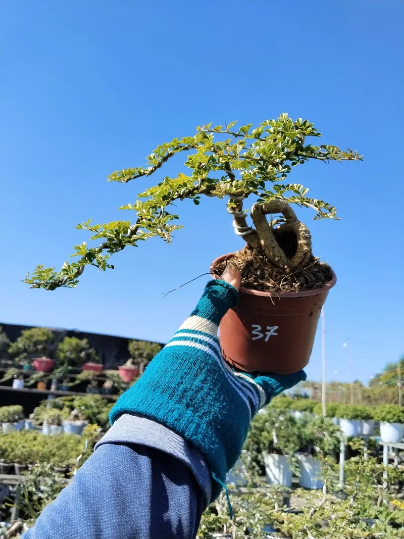 Mẫu cây cần thăng bonsai mini đẹp