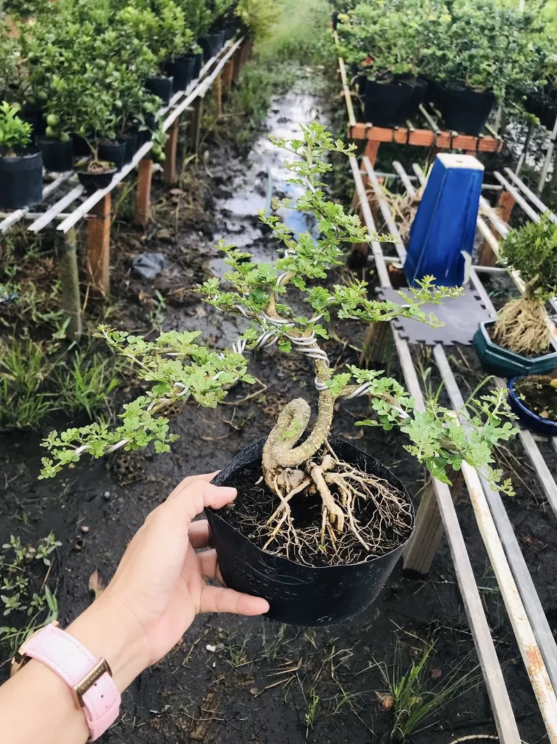 Gốc cần thăng ôm đá nghệ thuật